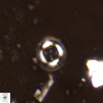 Cruciplacolithus subrotundus VR 00476