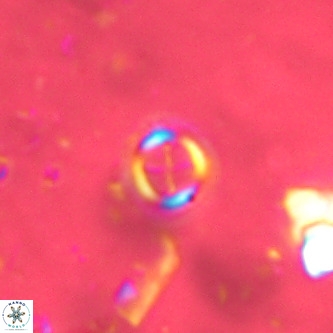 Cruciplacolithus subrotundus VR 00477