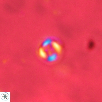 Cruciplacolithus subrotundus VR 01535