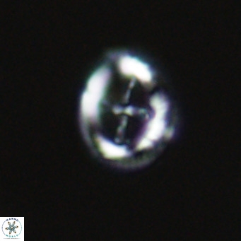 Cruciplacolithus tarquinius VR 30530