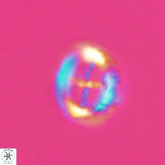 Cruciplacolithus tarquinius VR 30531