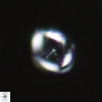 Cruciplacolithus tarquinius VR 30533