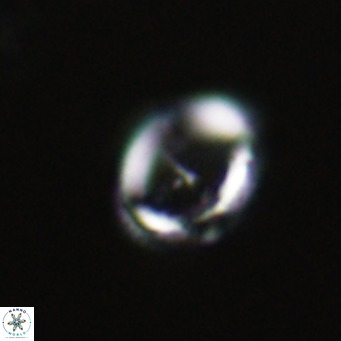Cruciplacolithus tarquinius VR 30534