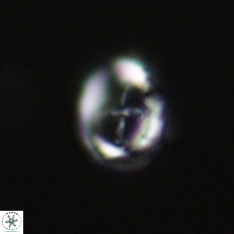 Cruciplacolithus tarquinius VR 30537