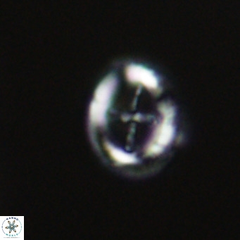 Cruciplacolithus tarquinius VR 30538