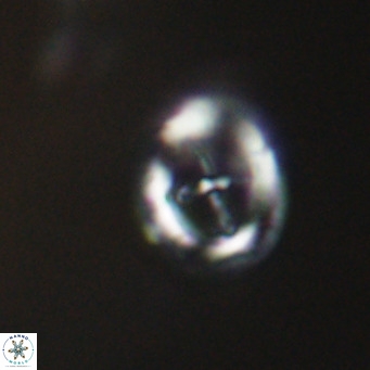 Cruciplacolithus tarquinius VR 30539