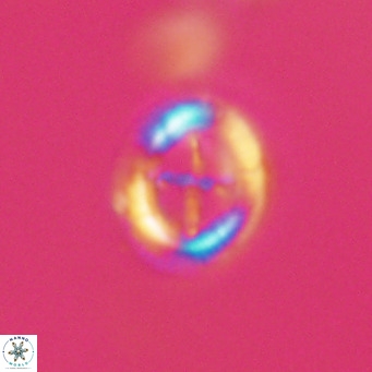 Cruciplacolithus tarquinius VR 30540