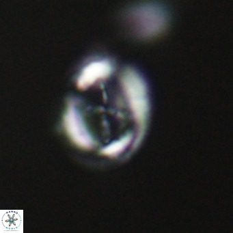 Cruciplacolithus tarquinius VR 30541