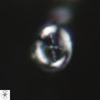 Cruciplacolithus tarquinius VR 30542