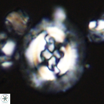 Cruciplacolithus tenuis 42667
