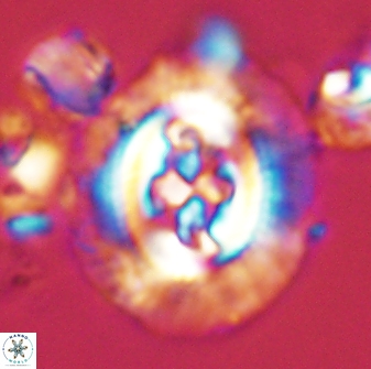 Cruciplacolithus tenuis 42668