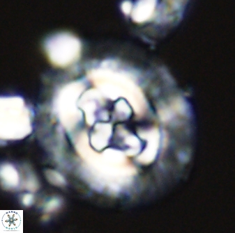 Cruciplacolithus tenuis 42669