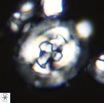Cruciplacolithus tenuis 42672