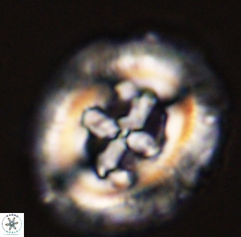 Cruciplacolithus tenuis 45619
