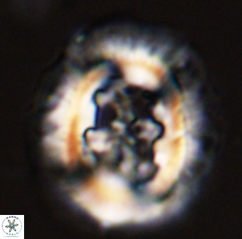 Cruciplacolithus tenuis 45626