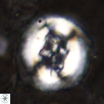Cruciplacolithus tenuis 49683
