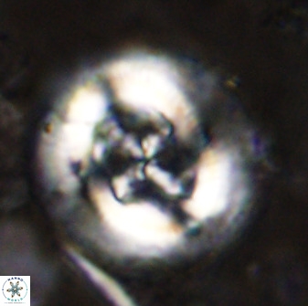 Cruciplacolithus tenuis 49686