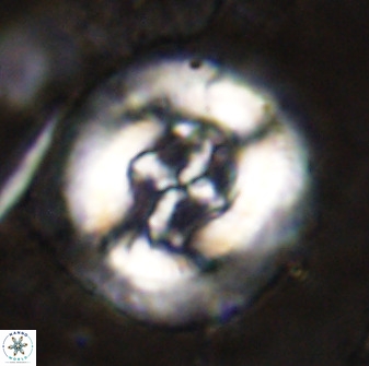 Cruciplacolithus tenuis 49690