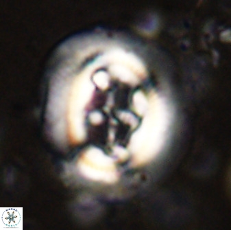 Cruciplacolithus tenuis 50286
