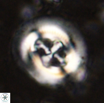 Cruciplacolithus tenuis 50290