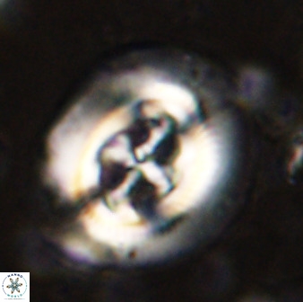 Cruciplacolithus tenuis 50291