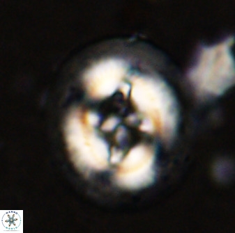 Cruciplacolithus tenuis 50409
