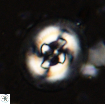 Cruciplacolithus tenuis 50414
