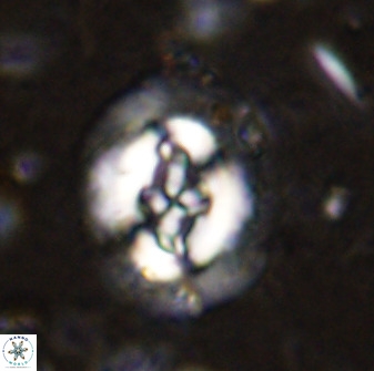 Cruciplacolithus tenuis 50515