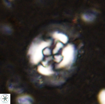 Cruciplacolithus tenuis 50519