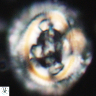 Cruciplacolithus tenuis 22218
