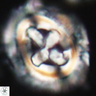Cruciplacolithus tenuis 22221