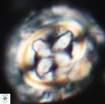 Cruciplacolithus tenuis 22222