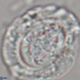 Cruciplacolithus tenuis 22224