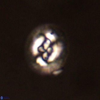 Cruciplacolithus tenuis VR 00967