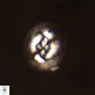 Cruciplacolithus tenuis VR 00967