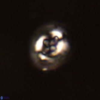 Cruciplacolithus tenuis VR 00973