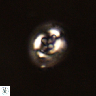 Cruciplacolithus tenuis VR 00973