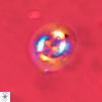 Cruciplacolithus tenuis VR 00974