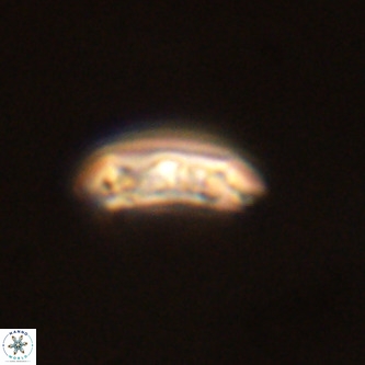 Cruciplacolithus tenuis VR 00983