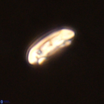 Cruciplacolithus tenuis VR 00986