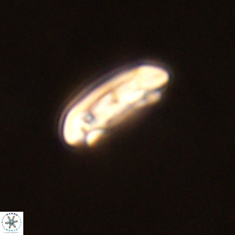 Cruciplacolithus tenuis VR 00986