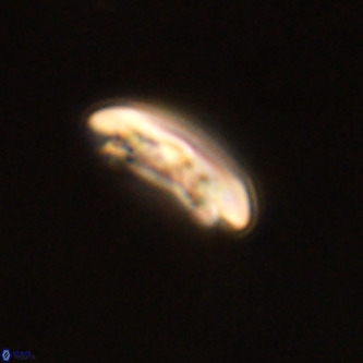 Cruciplacolithus tenuis VR 00987