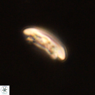 Cruciplacolithus tenuis VR 00987