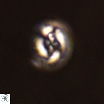 Cruciplacolithus tenuis VR 00995