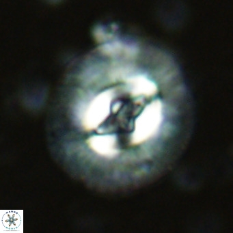 Cruciplacolithus tenuis VR 07133