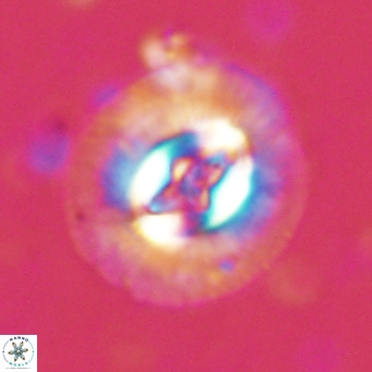 Cruciplacolithus tenuis VR 07134