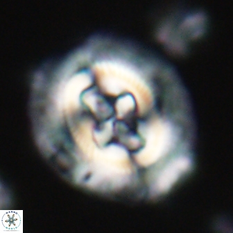 Cruciplacolithus tenuis 21703