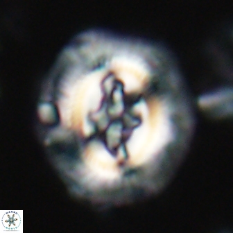 Cruciplacolithus tenuis 21705