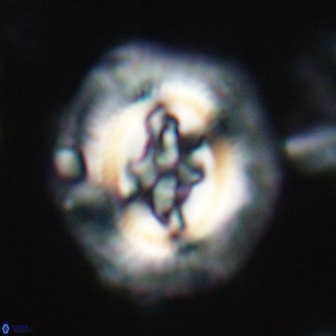 Cruciplacolithus tenuis 21705