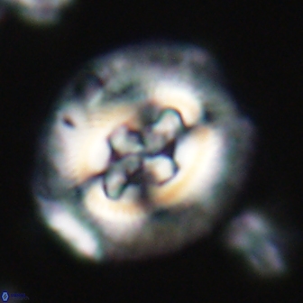 Cruciplacolithus tenuis 21707